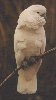 A bird